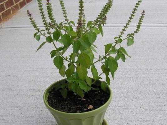 रविवार को ना तोड़े तुलसी के पत्ते वरना...