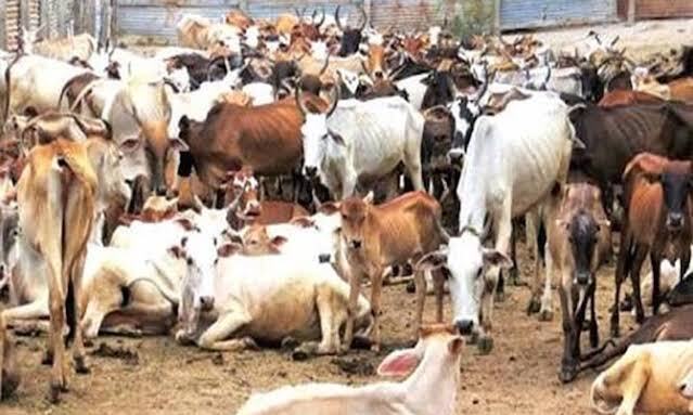 सोशलिस्ट किसान सभा की मांग, सरकार प्रत्येक गोवंश का रुपए 50 प्रति दिन किसान के खाते में भेजे
