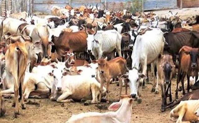 सोशलिस्ट किसान सभा की मांग, सरकार प्रत्येक गोवंश का रुपए 50 प्रति दिन किसान के खाते में भेजे सोशलिस्ट किसान सभा की मांग, सरकार प्रत्येक गोवंश का रुपए 50 प्रति दिन किसान के खाते में भेजे