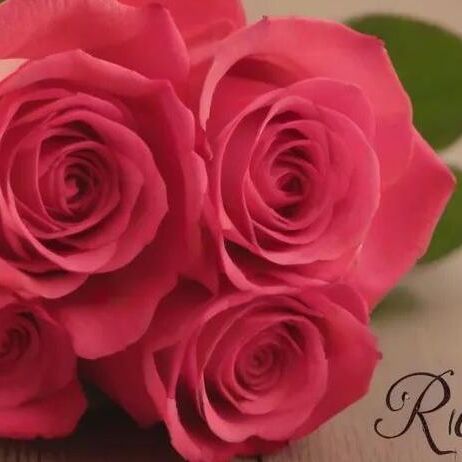 Rose Day 2024: Love Blossoms as Valentines Week Kickstarts Rose Day 2024: Love Blossoms as Valentines Week Kickstarts