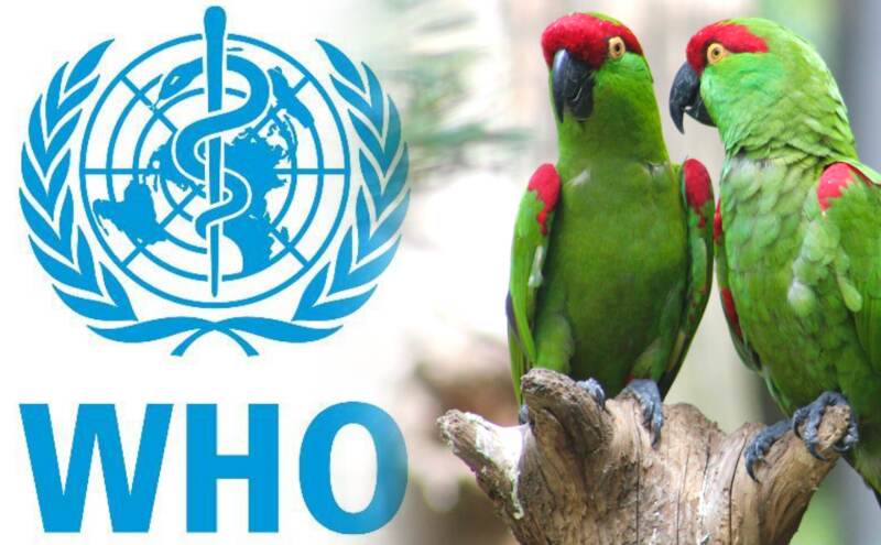 यूरोप में फैल रही जानलेवा बीमारी पैरेट फीवर, 5 मौतें