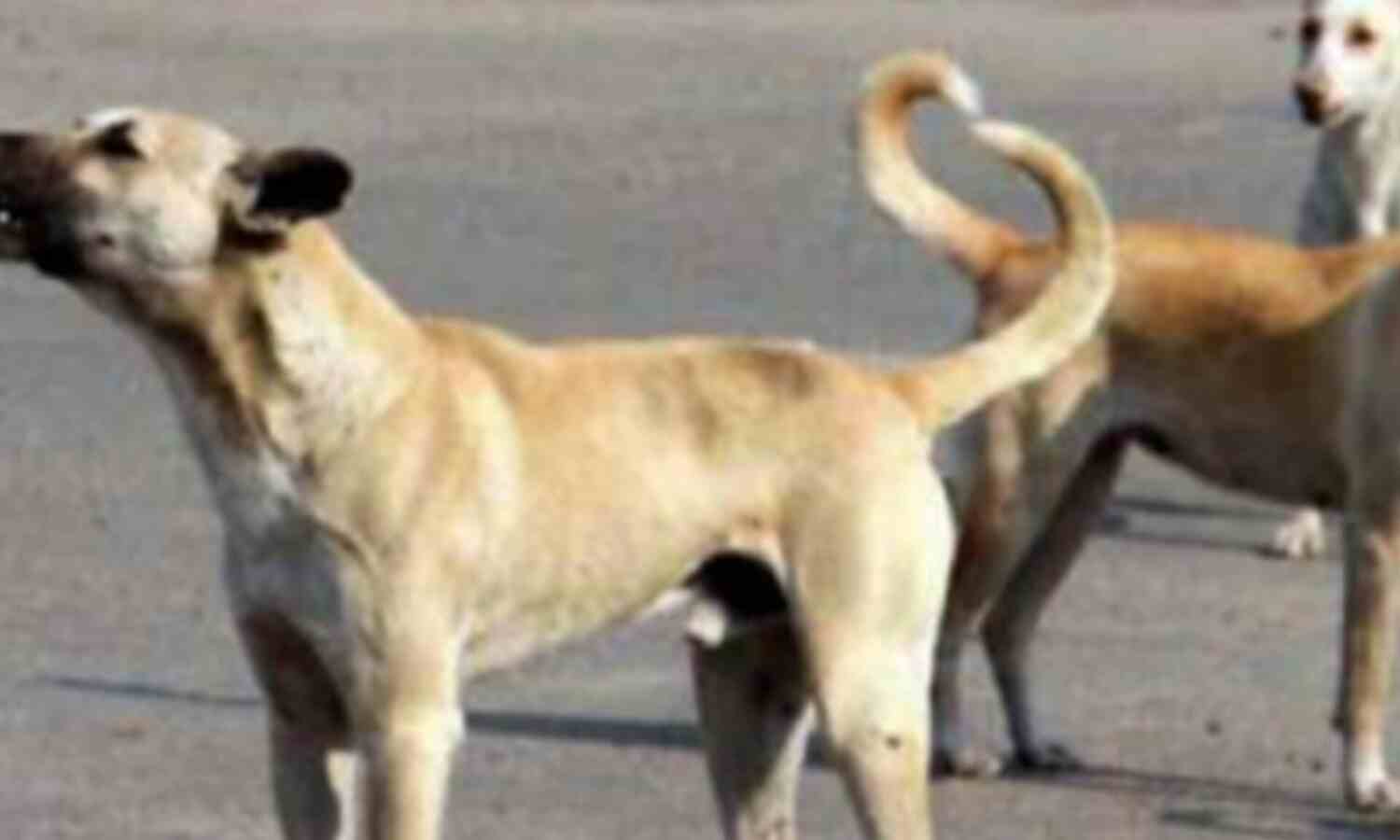 विदिशा में कुत्ते ने नवजात को मुंह में दबाया, लोगों ने वीडियो बनाया