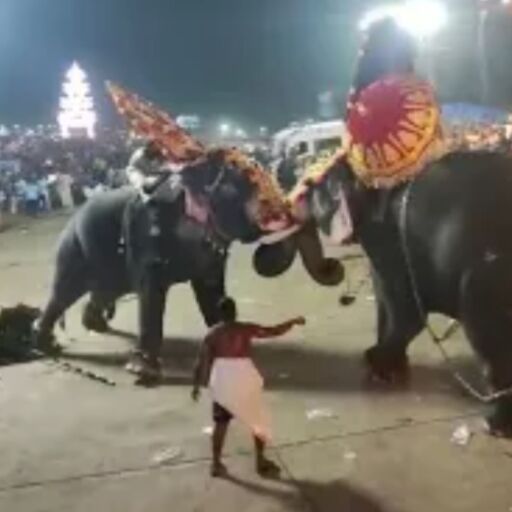 त्रिशूर के थारक्कल मंदिर उत्सव में हाथी ने मचाया उत्पात, महावत घायल