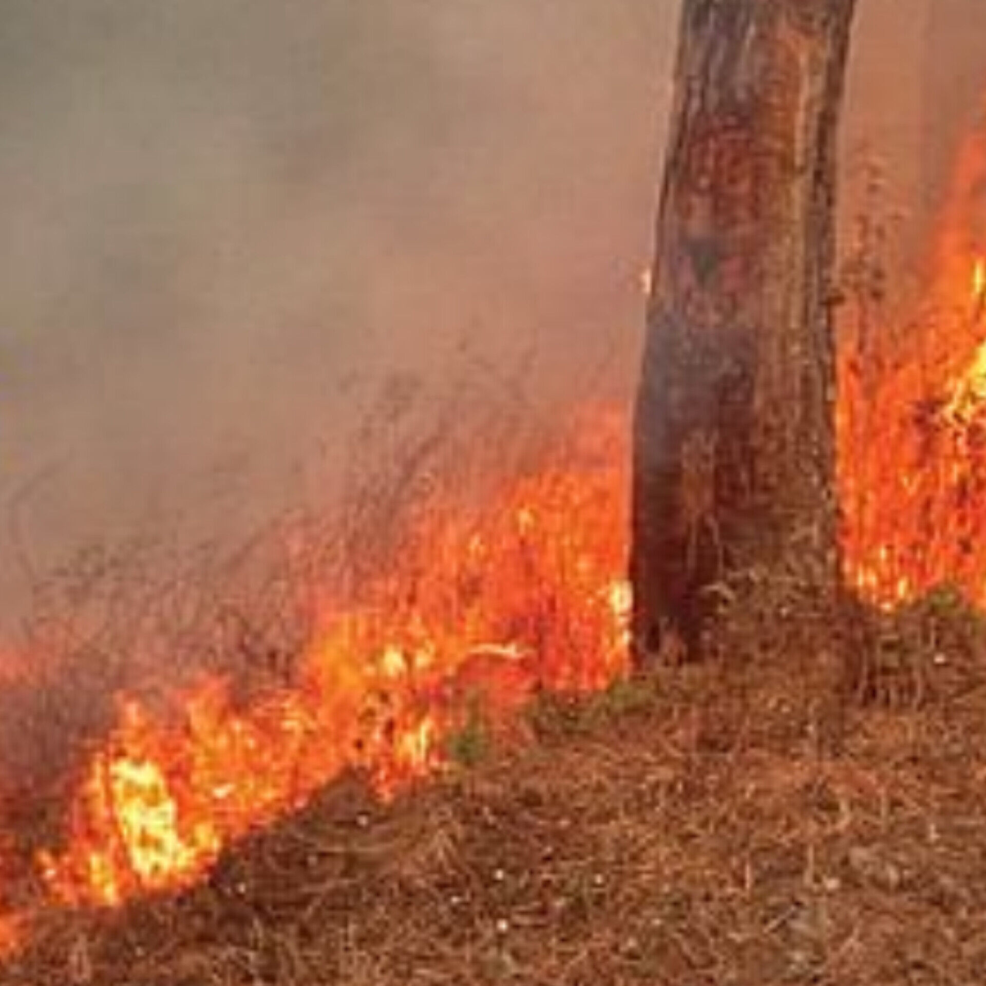 उत्तराखंड में जंगलों की आग का तांडव, नैनीताल के हाईकोर्ट कॉलोनी तक पहुंची लपटें