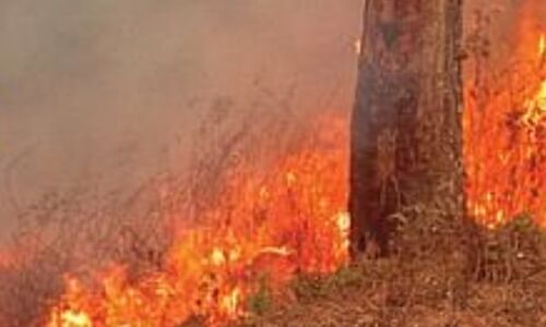 उत्तराखंड में जंगलों की आग का तांडव, नैनीताल के हाईकोर्ट कॉलोनी तक पहुंची लपटें उत्तराखंड में जंगलों की आग का तांडव, नैनीताल के हाईकोर्ट कॉलोनी तक पहुंची लपटें