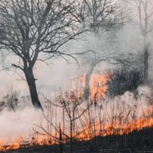 टनकपुर के जंगल में लगी भीषण आग, एक वनकर्मी बेहोश