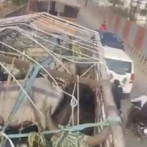 प्रयागराज के बैरहना में पुलिस ने मुखबिर की सूचना पर गोवंश से भरा ट्रक पकड़ा, 3 गिरफ्तार