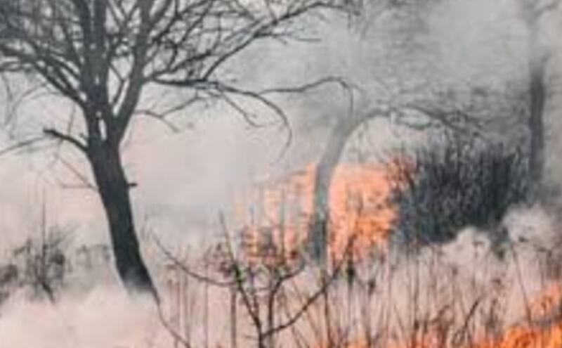 टनकपुर के जंगल में लगी भीषण आग, एक वनकर्मी बेहोश टनकपुर के जंगल में लगी भीषण आग, एक वनकर्मी बेहोश