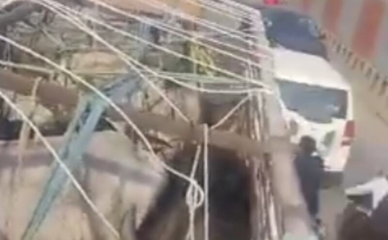 प्रयागराज के बैरहना में पुलिस ने मुखबिर की सूचना पर गोवंश से भरा ट्रक पकड़ा, 3 गिरफ्तार