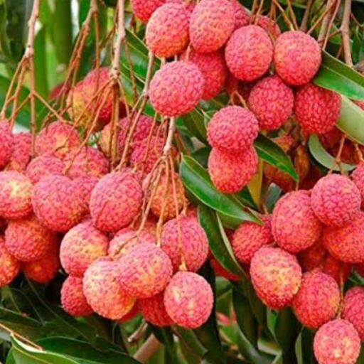 लीची स्वादिष्ट और सेहतमंद!