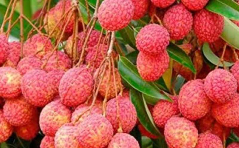 लीची स्वादिष्ट और सेहतमंद! लीची स्वादिष्ट और सेहतमंद!