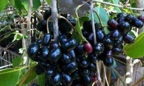 जामुन का फल है डायबिटीज रोगियों के लिए बेहद फायदेमंद