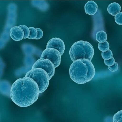 जापान में Flesh Eating Bacteria का खतरा, जानिए लक्षण और बचाव जापान में Flesh Eating Bacteria का खतरा, जानिए लक्षण और बचाव