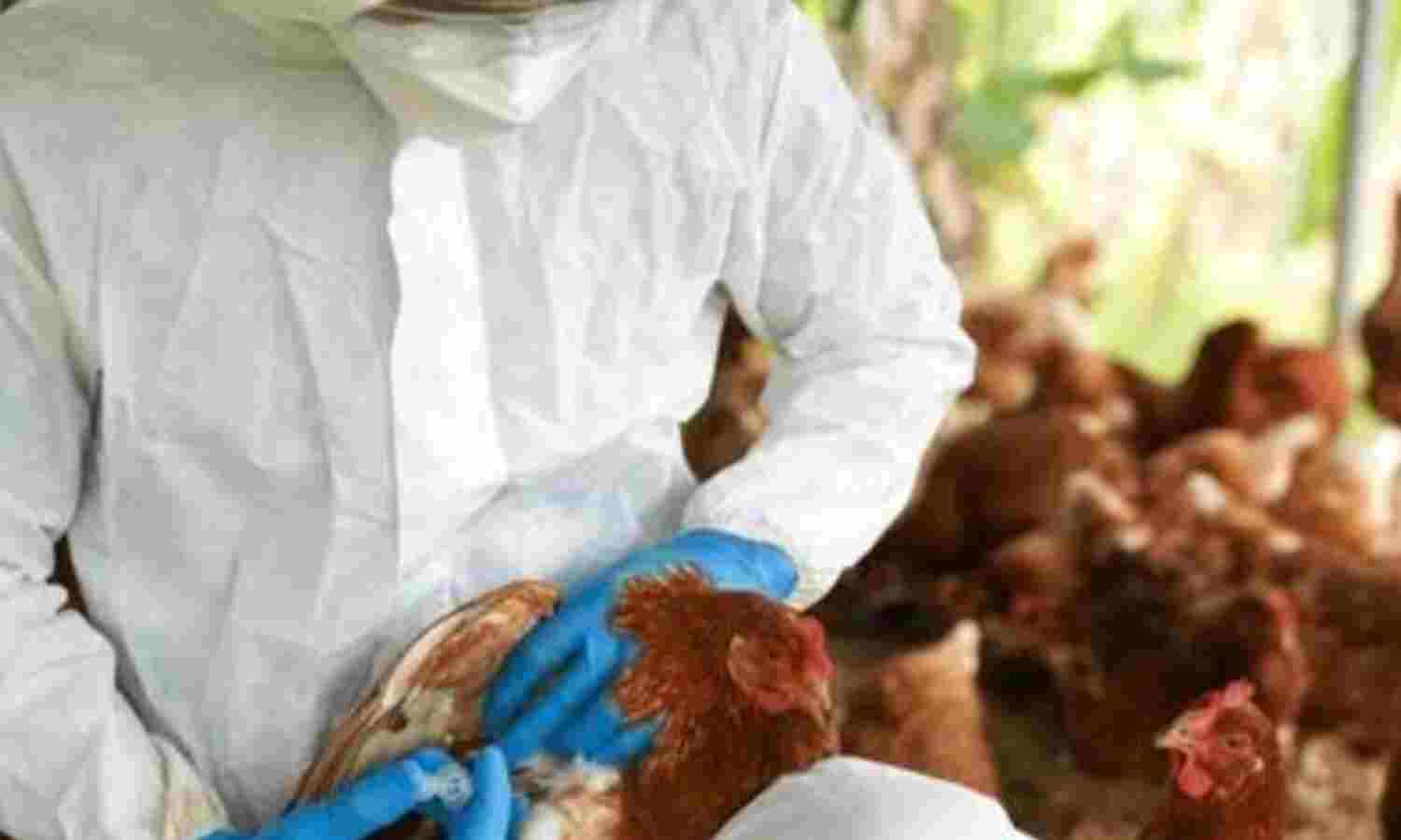 बर्ड फ्लू का भारत में दूसरा मामला सामने आने के बाद बढ़ी चिंता, जानिए लक्षण