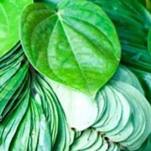 рдкрд╛рди рдХрд╛ рдкрддреНрддрд╛ рдпреВрд░рд┐рдХ рдПрд╕рд┐рдб рдФрд░ рд╕реВрдЬрди рдХрд╛ рд░рд╛рдордмрд╛рдг рдЗрд▓рд╛рдЬ рдкрд╛рди рдХрд╛ рдкрддреНрддрд╛ рдпреВрд░рд┐рдХ рдПрд╕рд┐рдб рдФрд░ рд╕реВрдЬрди рдХрд╛ рд░рд╛рдордмрд╛рдг рдЗрд▓рд╛рдЬ