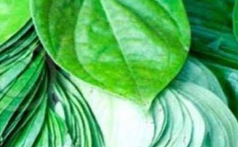 पान का पत्ता यूरिक एसिड और सूजन का रामबाण इलाज पान का पत्ता यूरिक एसिड और सूजन का रामबाण इलाज