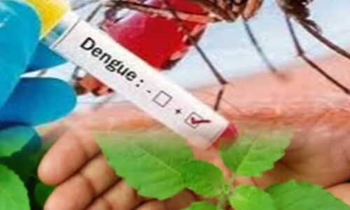 डेंगू के कहर में ये 4 पत्ते रामबाण, तेजी से बढ़ाते हैं प्लेटलेट्स!