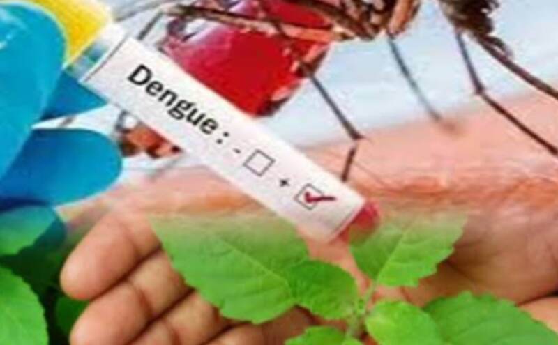 डेंगू के कहर में ये 4 पत्ते रामबाण, तेजी से बढ़ाते हैं प्लेटलेट्स!