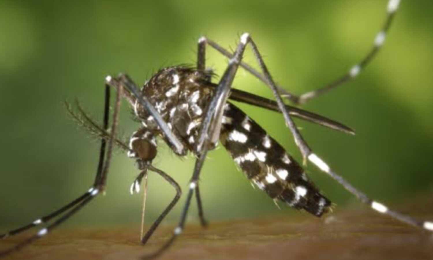 मानसून का खतरा, डेंगू के बाद Chikungunya ने भी बढ़ाई चिंता, जानें इस बीमारी से जुड़ी जरूरी बातें