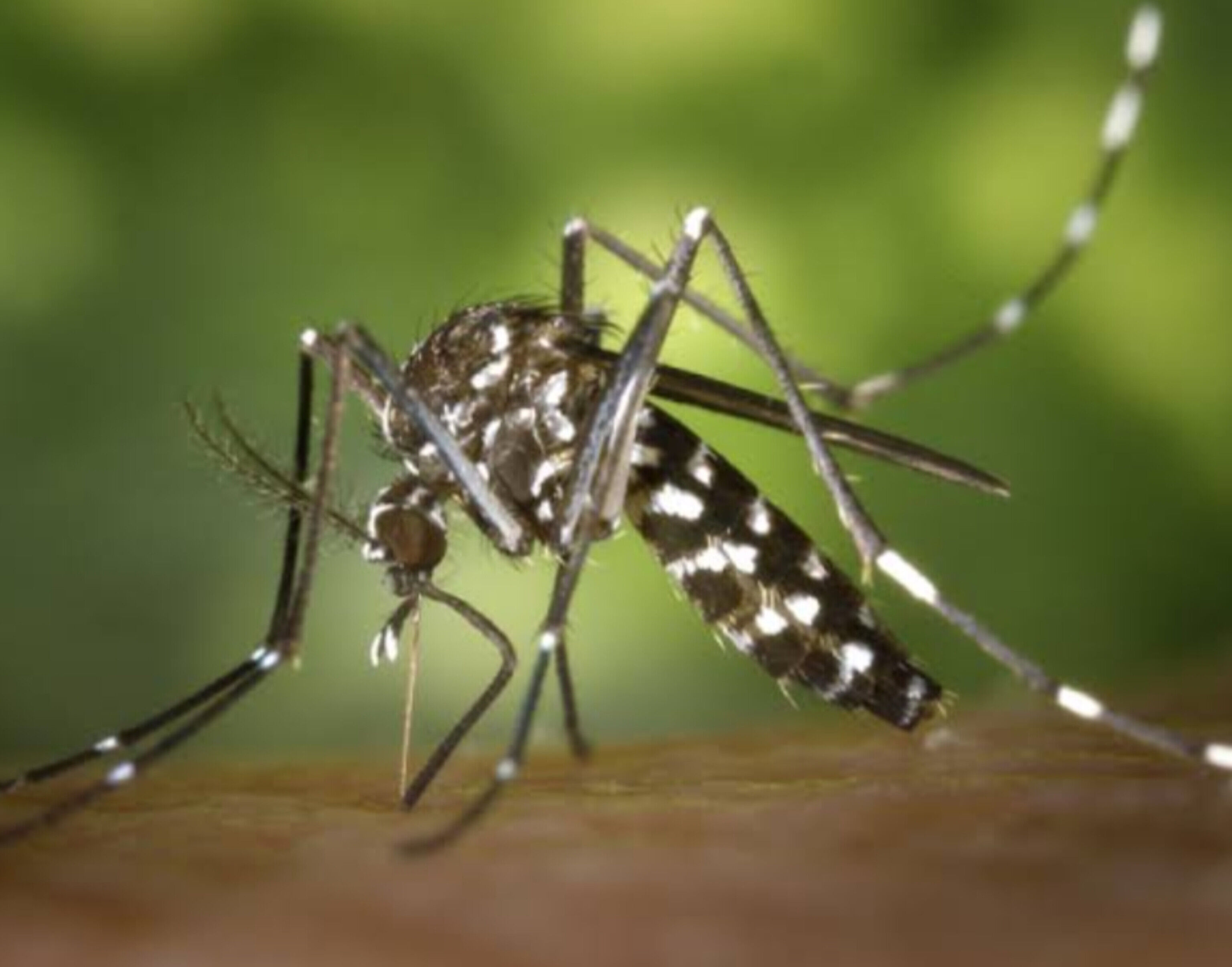 मानसून का खतरा, डेंगू के बाद Chikungunya ने भी बढ़ाई चिंता, जानें इस बीमारी से जुड़ी जरूरी बातें