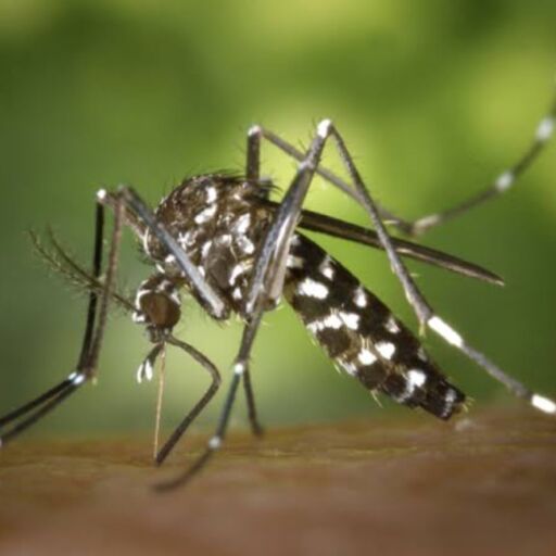 मानसून का खतरा, डेंगू के बाद Chikungunya ने भी बढ़ाई चिंता, जानें इस बीमारी से जुड़ी जरूरी बातें