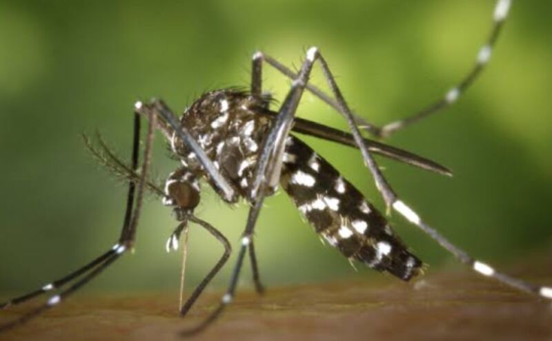 मानसून का खतरा, डेंगू के बाद Chikungunya ने भी बढ़ाई चिंता, जानें इस बीमारी से जुड़ी जरूरी बातें मानसून का खतरा, डेंगू के बाद Chikungunya ने भी बढ़ाई चिंता, जानें इस बीमारी से जुड़ी जरूरी बातें