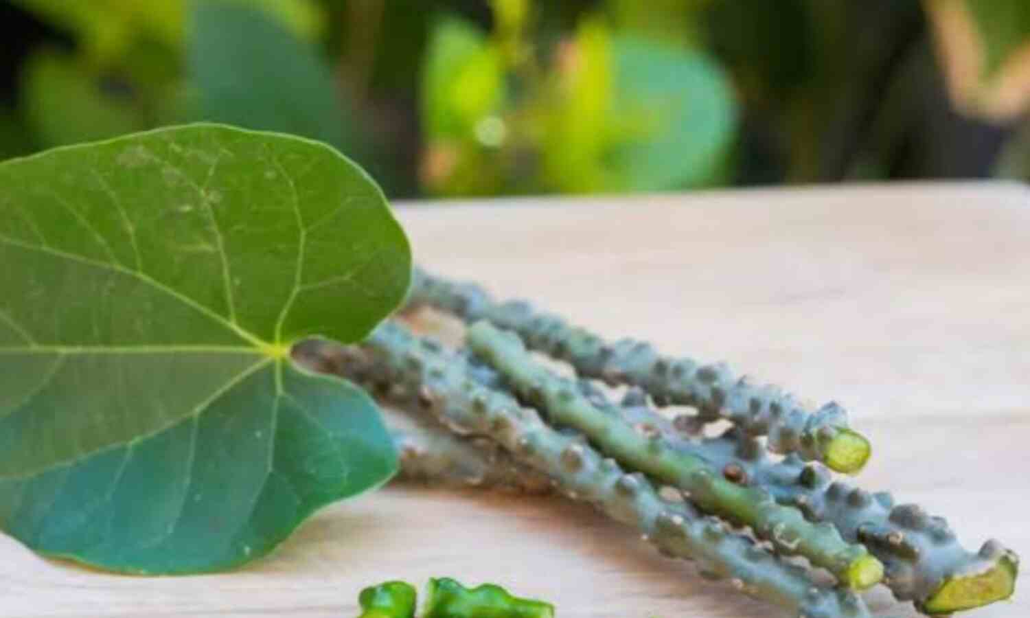 गिलोय है आयुर्वेद की अमृत बूटी