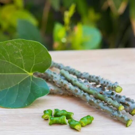 गिलोय है आयुर्वेद की अमृत बूटी गिलोय है आयुर्वेद की अमृत बूटी