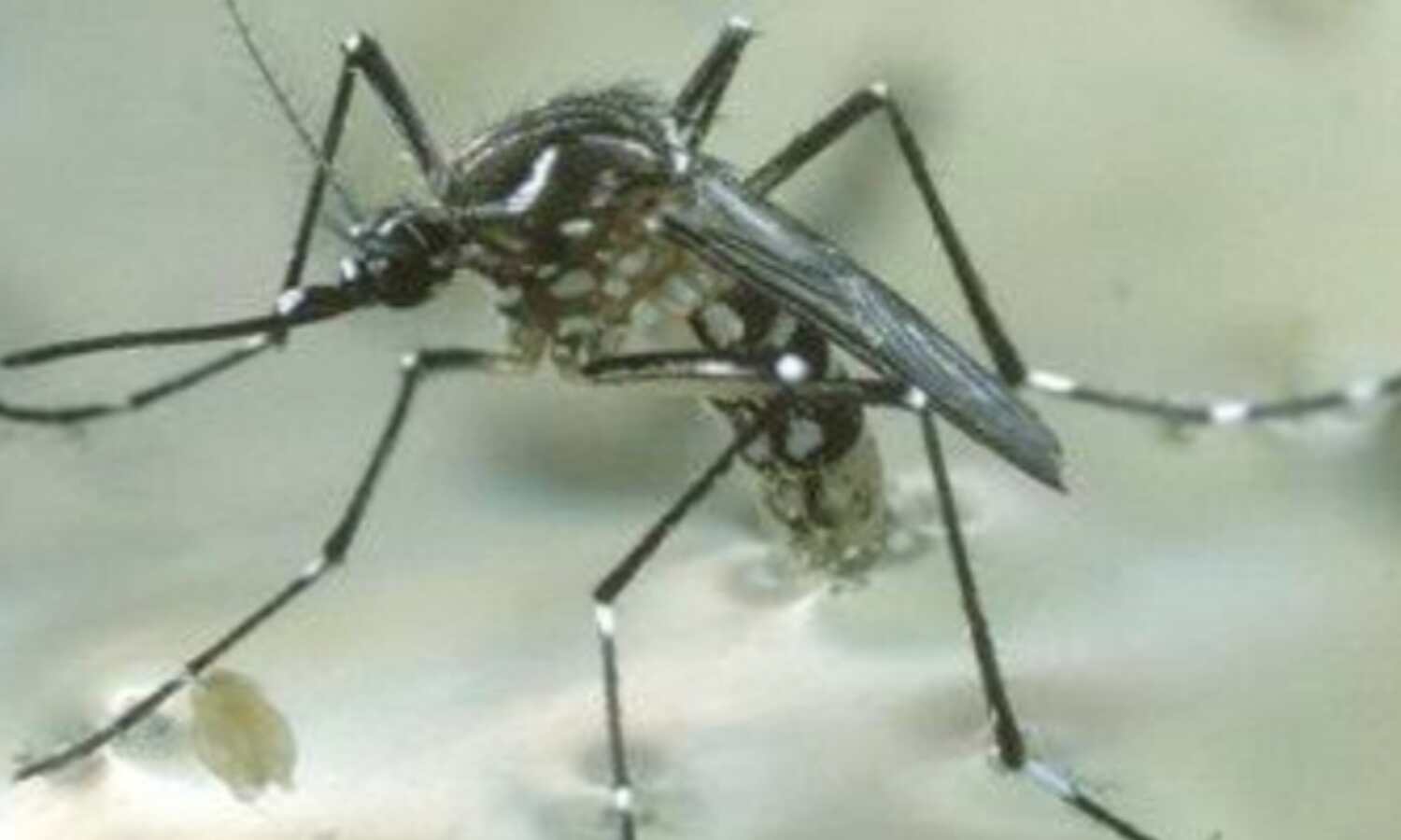 ओरोपूश बुखार, ब्राजील में फैल रहा खतरनाक संक्रमण