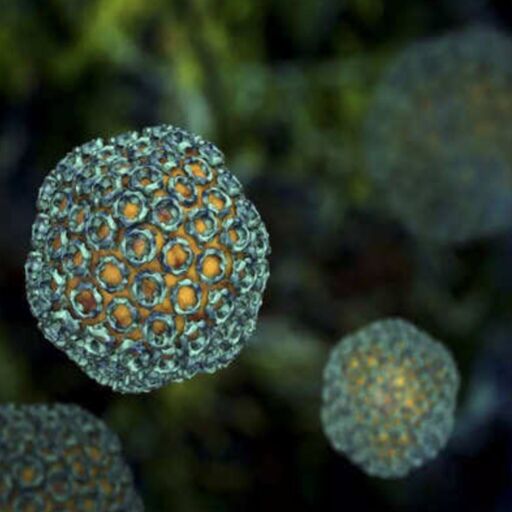 कैलिफोर्निया के म्यूजिक फेस्ट में फैला वैली फीवर, एक गंभीर खतरा कैलिफोर्निया के म्यूजिक फेस्ट में फैला वैली फीवर, एक गंभीर खतरा