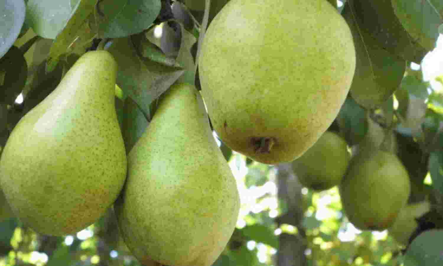 नाशपाती है सेब से भी ज्यादा पौष्टिक और स्वादिष्ट