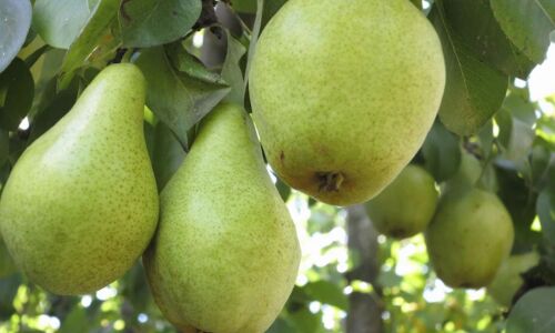 नाशपाती है सेब से भी ज्यादा पौष्टिक और स्वादिष्ट नाशपाती है सेब से भी ज्यादा पौष्टिक और स्वादिष्ट