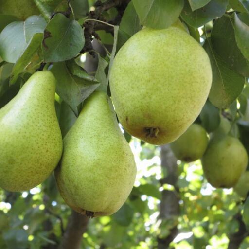 नाशपाती है सेब से भी ज्यादा पौष्टिक और स्वादिष्ट नाशपाती है सेब से भी ज्यादा पौष्टिक और स्वादिष्ट