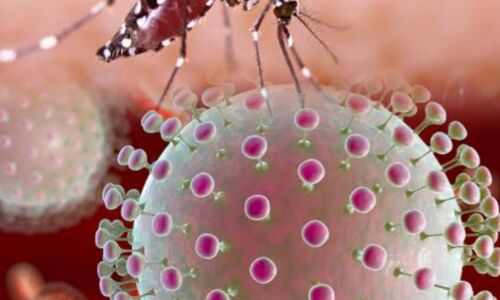 जीका वायरस, एक खतरनाक मच्छर जनित बीमारी जीका वायरस, एक खतरनाक मच्छर जनित बीमारी