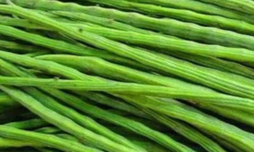 सहजन है पोषण का खजाना