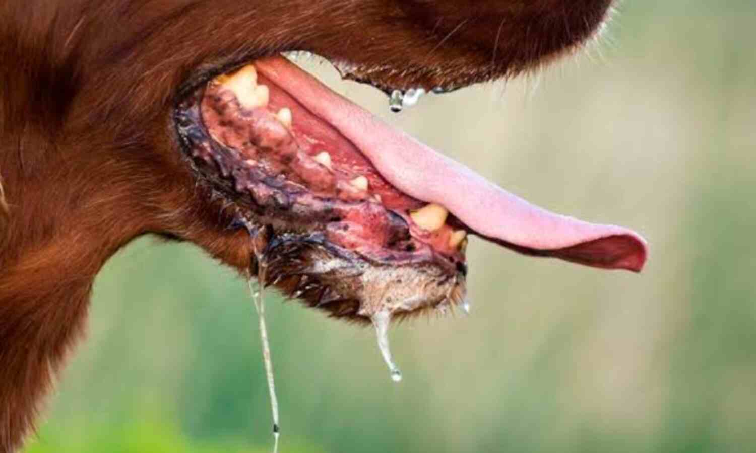 तमिलनाडु में रेबीज से 4 साल के बच्चे की मौत, एक चिंताजनक घटना