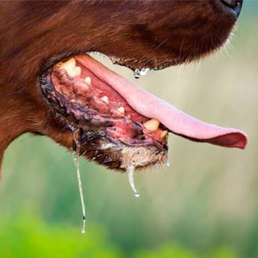 तमिलनाडु में रेबीज से 4 साल के बच्चे की मौत, एक चिंताजनक घटना