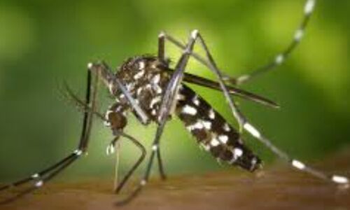 विश्व मच्छर दिवस, मच्छरों से होने वाले खतरों से बचाव