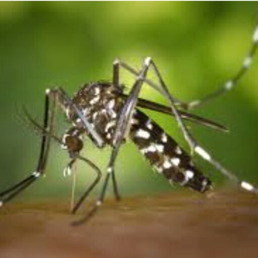 рд╡рд┐рд╢реНрд╡ рдордЪреНрдЫрд░ рджрд┐рд╡рд╕, рдордЪреНрдЫрд░реЛрдВ рд╕реЗ рд╣реЛрдиреЗ рд╡рд╛рд▓реЗ рдЦрддрд░реЛрдВ рд╕реЗ рдмрдЪрд╛рд╡ рд╡рд┐рд╢реНрд╡ рдордЪреНрдЫрд░ рджрд┐рд╡рд╕, рдордЪреНрдЫрд░реЛрдВ рд╕реЗ рд╣реЛрдиреЗ рд╡рд╛рд▓реЗ рдЦрддрд░реЛрдВ рд╕реЗ рдмрдЪрд╛рд╡