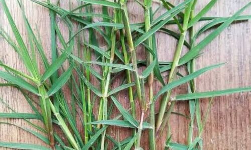 दूर्वा घास सिर्फ पूजा में नहीं, सेहत के लिए भी है वरदान