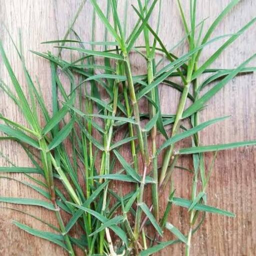 दूर्वा घास सिर्फ पूजा में नहीं, सेहत के लिए भी है वरदान