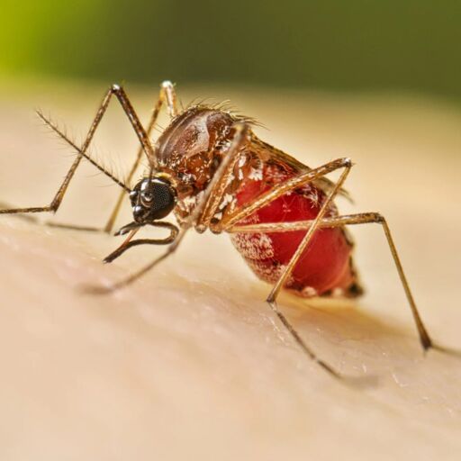 कर्नाटक में डेंगू का प्रकोप, जानिए लक्षण, कारण और बचाव के उपाय