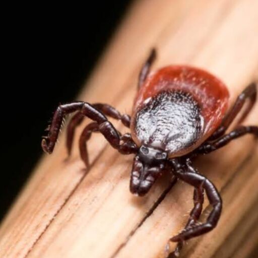 बेबेसियोसिस, अमेरिका में टिक से फैल रहा नया खतरा