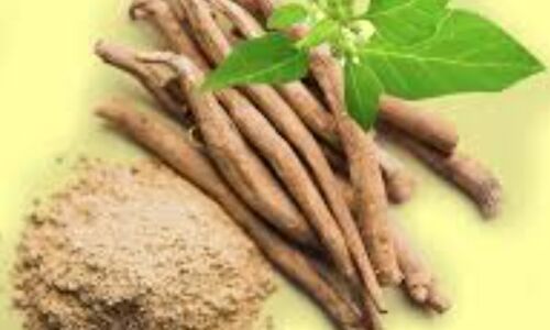 अश्वगंधा है यूरिक एसिड को कम करने का प्राकृतिक उपाय अश्वगंधा है यूरिक एसिड को कम करने का प्राकृतिक उपाय