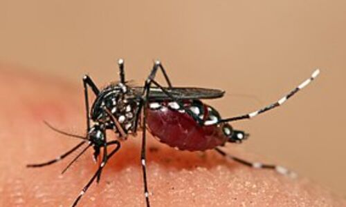 डेंगू का प्रकोप, देश के कई राज्यों में डेंगू के मामलों में तेजी से हो रहा इजाफा डेंगू का प्रकोप, देश के कई राज्यों में डेंगू के मामलों में तेजी से हो रहा इजाफा