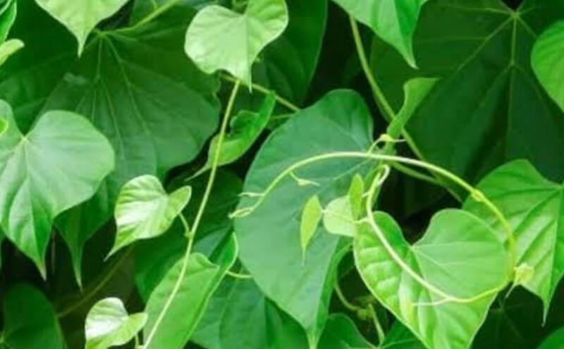 गिलोय है अमृत की बूंद या सावधानी की जरूरत?