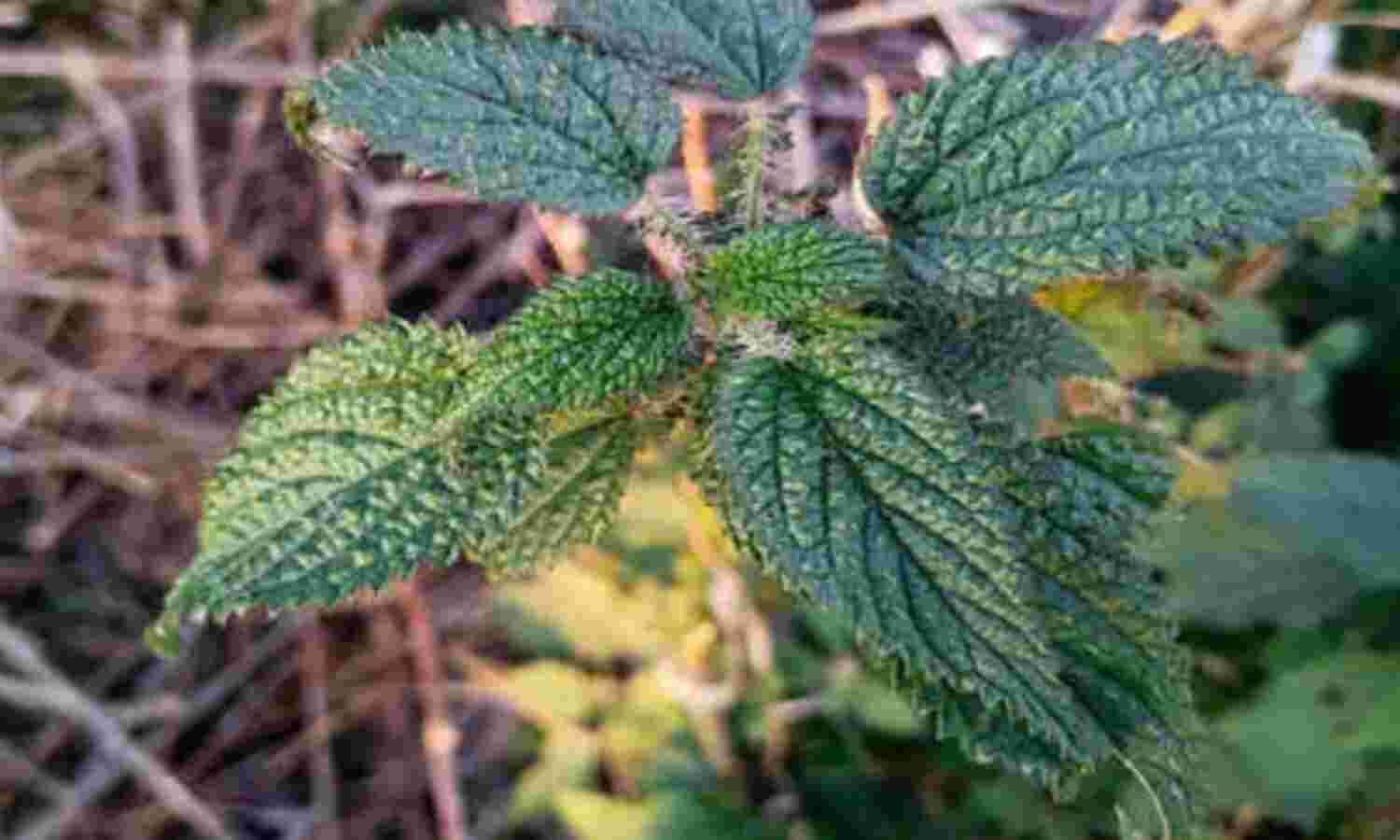 बिच्छू घास पहाड़ों का खजाना और सेहत के लिए अमृत
