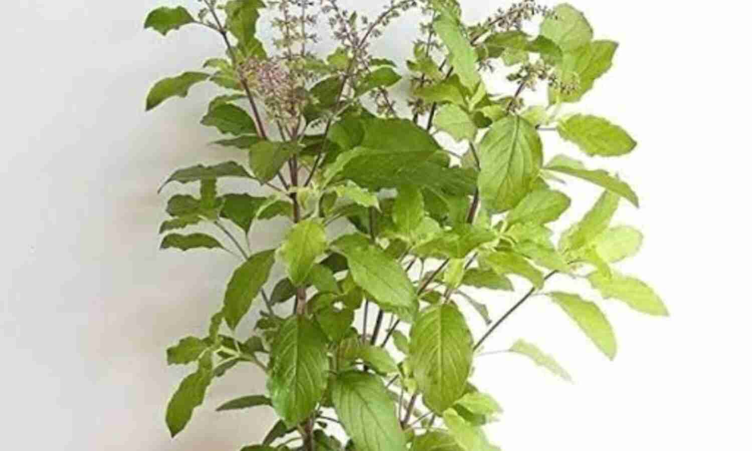 तुलसी सिर्फ धार्मिक आस्था का प्रतीक ही नहीं, बल्कि सेहत का भी खजाना