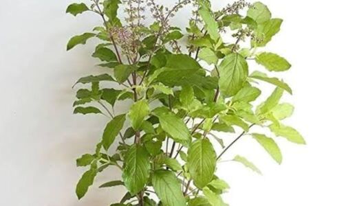 तुलसी सिर्फ धार्मिक आस्था का प्रतीक ही नहीं, बल्कि सेहत का भी खजाना