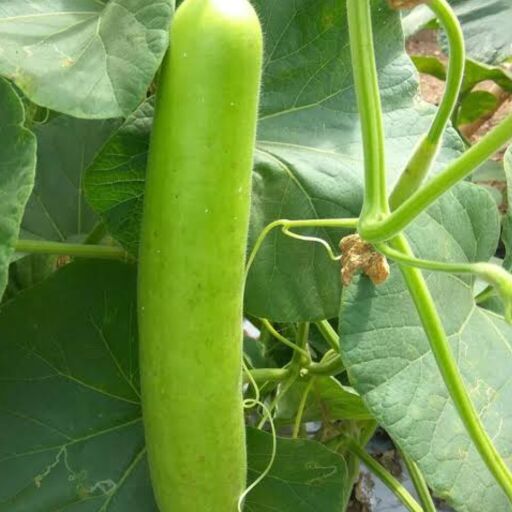 लौकी से कब्ज से राहत और स्वस्थ आंतों के लिए होती है उत्तम लौकी से कब्ज से राहत और स्वस्थ आंतों के लिए होती है उत्तम